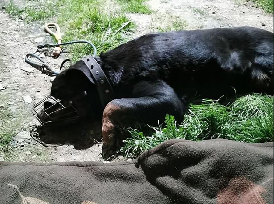 ZADNJE NOGE SU JOJ KLECALE Tri dana je gladna LEŽALA PORED vlasnika