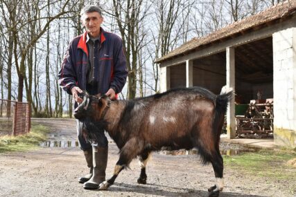 Životinjsko carstvo Slavka Brkića: JARAC Slovenac PONOS Lijevča