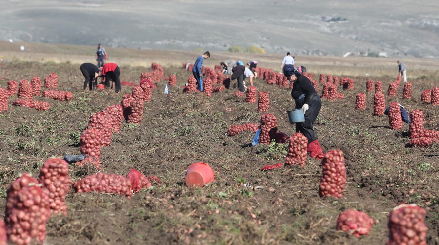 Pomoć poljoprivrednicima u Trebinju: Besplatan sjemenski krompir kooperantima