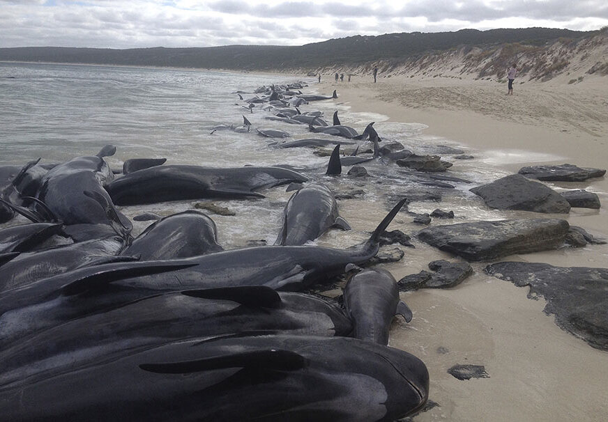 Više od 150 kitova se NASUKALO u zapadnoj Australiji, živo još samo 15