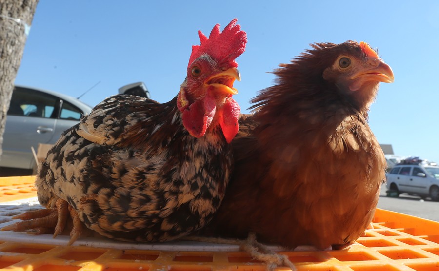 Šta znači sanjati kokošku: Ovi simboli ukazuju na velike promjene u životu