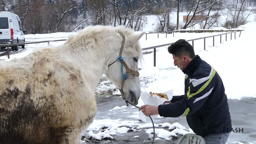 Ovo još NISTE VIDJELI: Konj Zekan iz Travnika obožava da JEDE ĆEVAPE