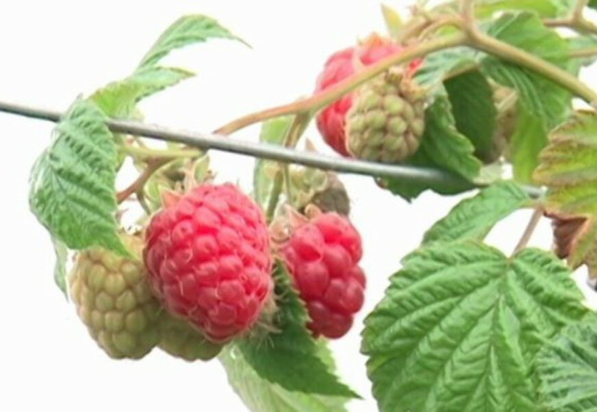 AFERA NA POMOLU Da li smo jeli ZARAŽENE maline? 