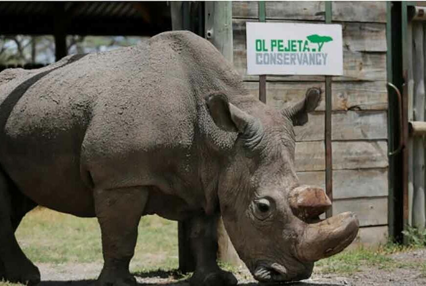 Uginuo posljednji mužjak bijelog nosoroga na svijetu