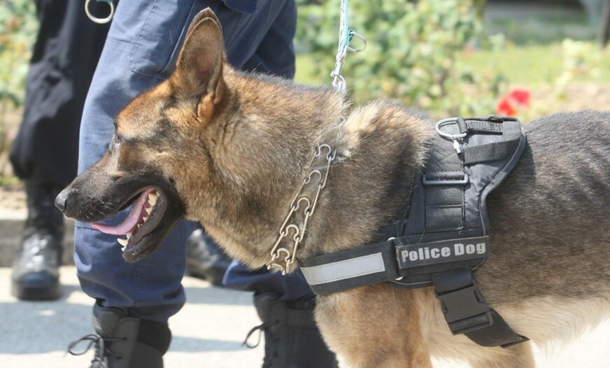 PRETRESI U DOBOJU Policijski pas pronašao drogu