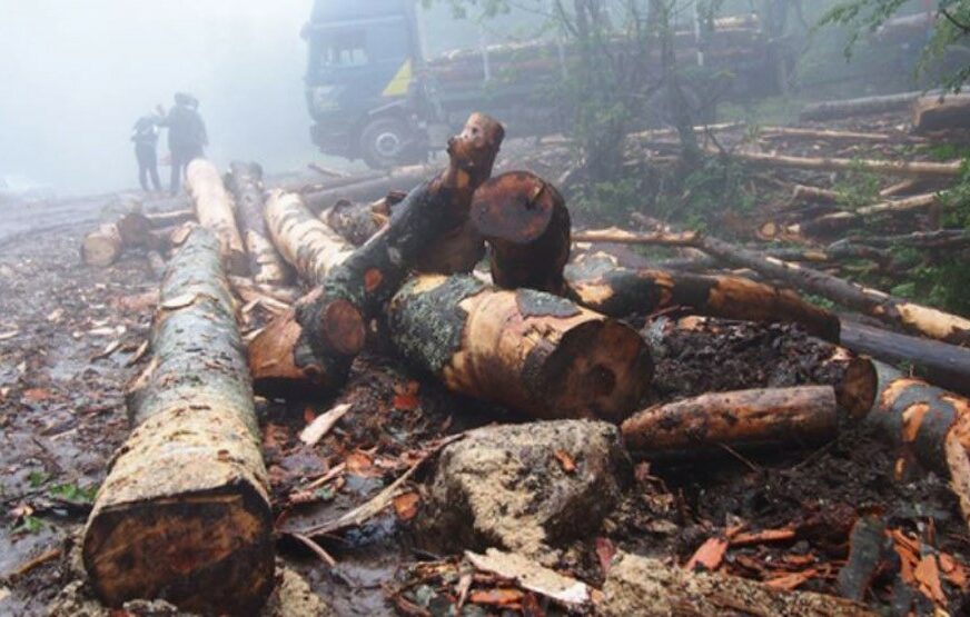 BESPRAVNA SJEČA Inspektori oduzeli 48 kubika drveta u Kneževu