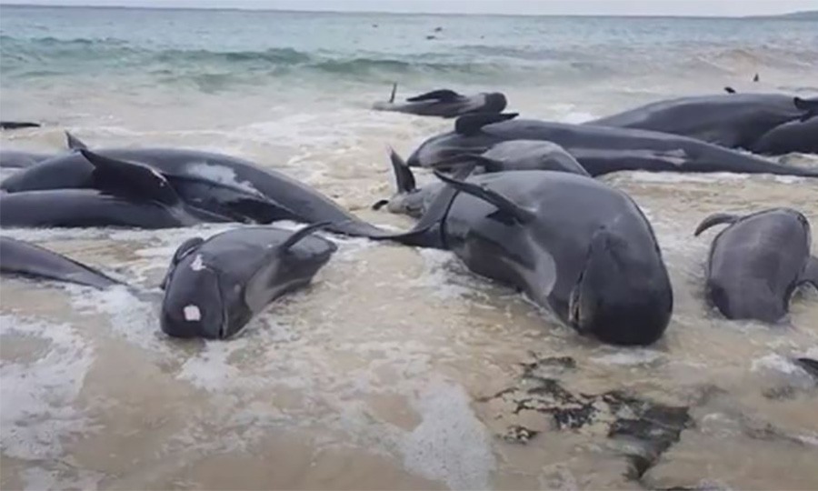 Leš rijetke vrste kita pronađen na Floridi