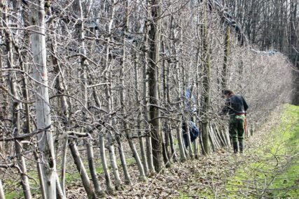 Ni dnevnica od 100 KM ne rješava manjak rezača u voćnjacima: Radnici iz Srbije rade na plantažama u Podgradcima
