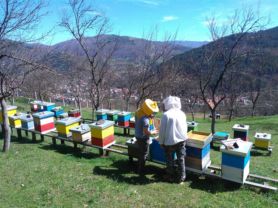 DOBRA SEZONA ZA PČELARE Prinosi od 20 do 30 kilograma po košnici