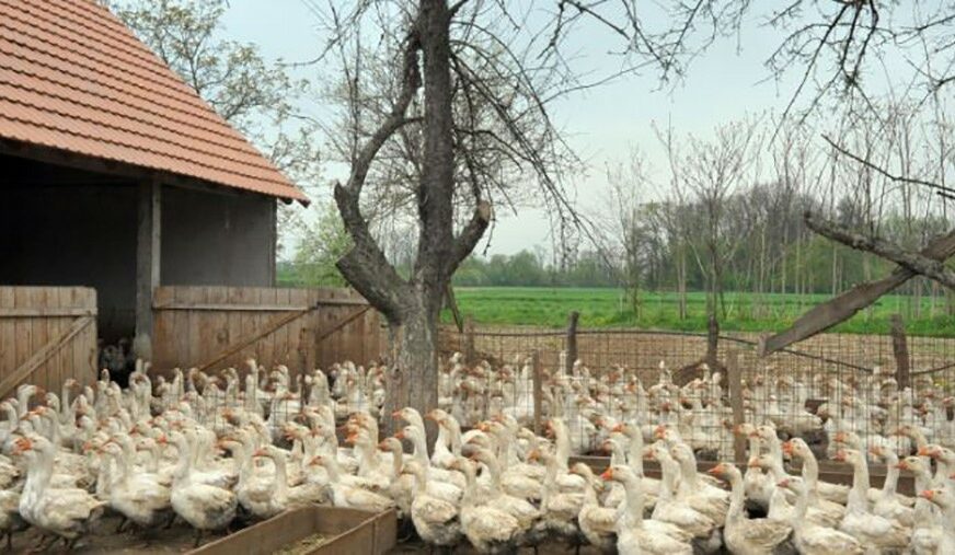 JEDINSTVENA FARMA U BiH Imanje kod Bijeljine broji jato od 600 gusaka, njihova džigerica košta 200 KM po kilogramu