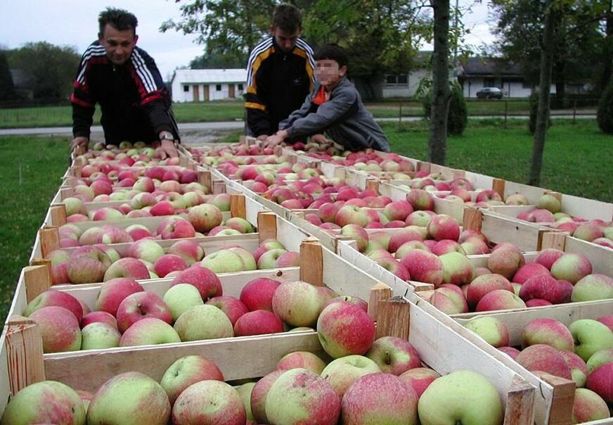 Ministarstvo poljoprivrede RS: Očekuje se deblokada izvoza jabuka u Rusiju
