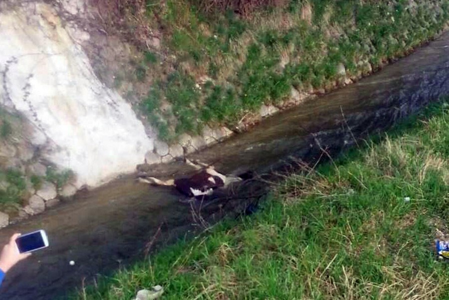 Haski pred djecom brutalno napao i ubio ponija Zlatu