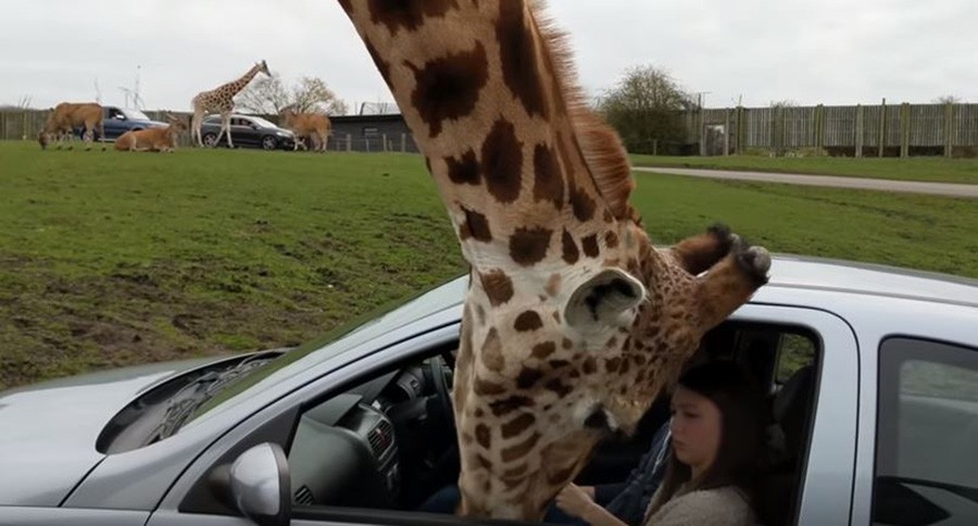 BIZARAN INCIDENT Žirafa je uvukla glavu u automobil, poslije par trenutaka dogodio se haos (VIDEO)
