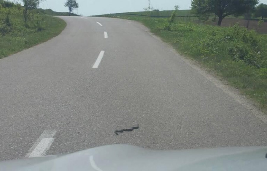 ZMIJA U NEDELJNOJ ŠETNJI Sve češće se srećemo sa ovim ne tako PRIJATNIM STVORENJIMA (VIDEO)