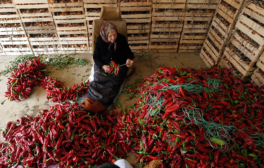 Projekat proizvodnje paprike roge: Siguran posao za 43 proizvođača u Bijeljini
