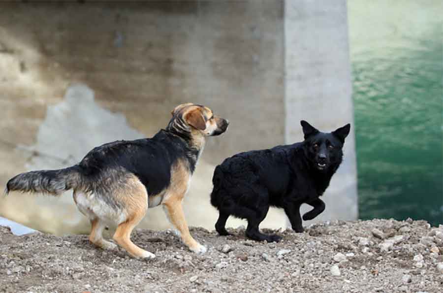 Psi lutalice SPASLI BEBU nakon što je BAČENA U ODVOD (VIDEO)