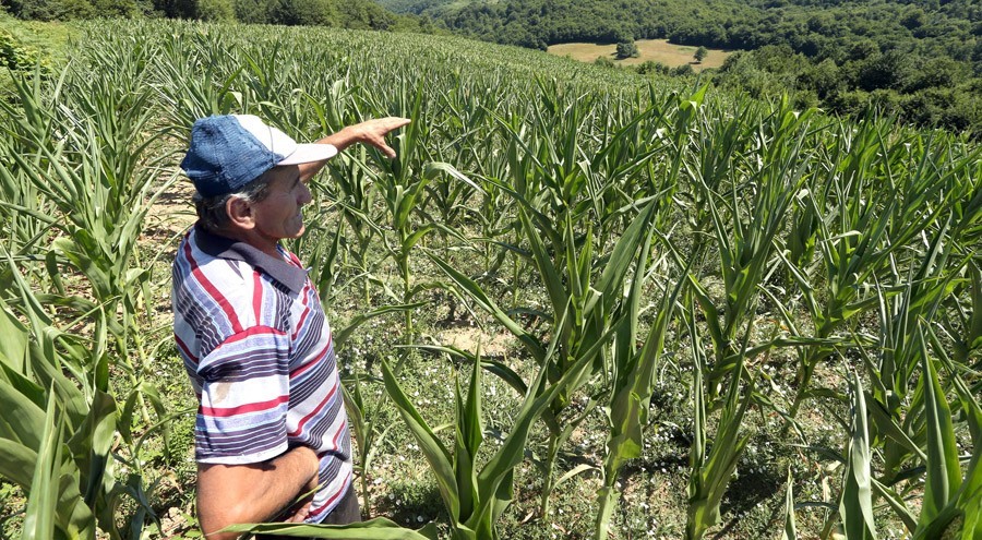 PROBLEMI ZA POLJOPRIVREDNIKE U NOVOM GRADU Najezda kukuruzne zlatice i plamenca