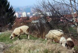 BRUCELOZA SE ŠIRI FBiH U jednom kantonu zaraženo više od 50 ljudi, nadležni upozoravaju na ozbiljan rizik