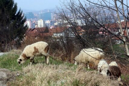 BRUCELOZA SE ŠIRI FBiH U jednom kantonu zaraženo više od 50 ljudi, nadležni upozoravaju na ozbiljan rizik