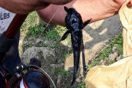 Fenomen prirode u Savi kod Gradiške: Upecali crnog soma