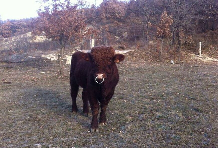 AMERIKANAC U BiH ŽIVI AMERIČKI SAN Na planini Kamešnici osnovao farmu goveda (VIDEO)