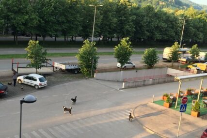 NA STARČEVICI NEMOGUĆE SA PSOM U ŠETNJU Lutalice napadaju ljude sa ljubimcima