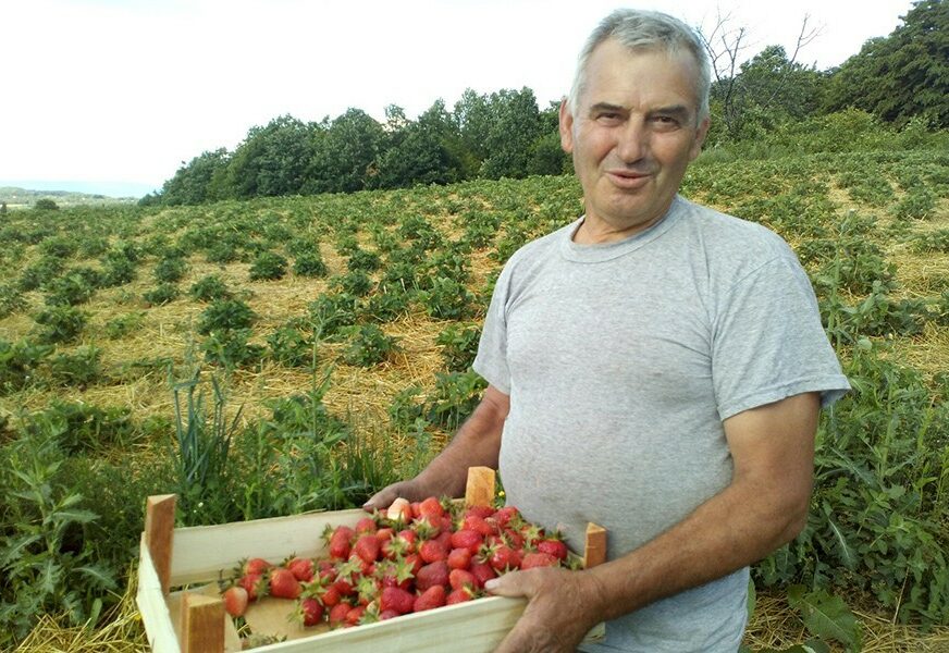 Ilija Kovačević, začetnik proizvodnje voća kod Gradiške: Proizvodnja jagoda me opčinila