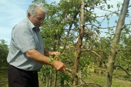 Najezda potkornjaka u voćnjacima u Potkozarju: Osušilo se hiljade stabala jabuke