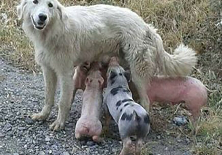 PRIJATELJSTVO KAKVO SE RIJETKO VIĐA U Crnog Gori pas doji prasiće