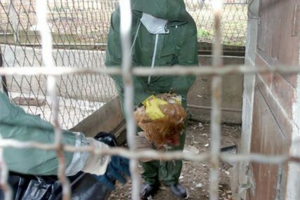 Preventivno usmrćena sva perad: Otkriven novi slučaj ptičijeg gripa kod Belog Manastira