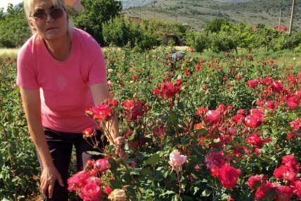 MIRISAN I LIJEP HOBI Trebinjka zasadila malu plantažu ruža