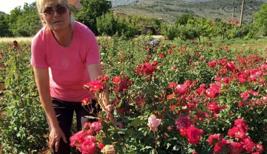 MIRISAN I LIJEP HOBI Trebinjka zasadila malu plantažu ruža