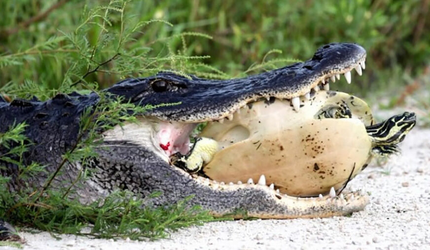 NESAVLADIVA PREPREKA Borba aligatora i kornjaće će vas OSTAVITI U ČUDU