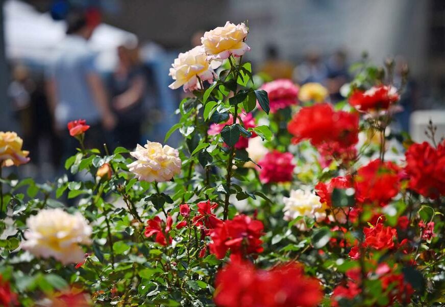 I cvjećari muku muče: Građani Srpske cvijeće kupuju samo za sahrane