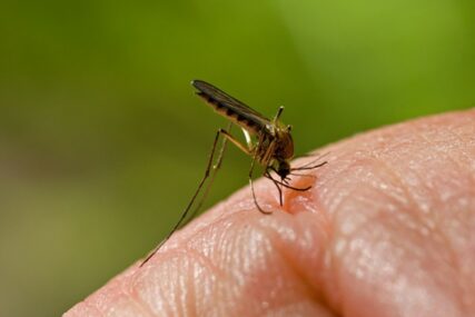 Komarci zaraženi virusom Zapadnog Nila otkriveni u Beogradu