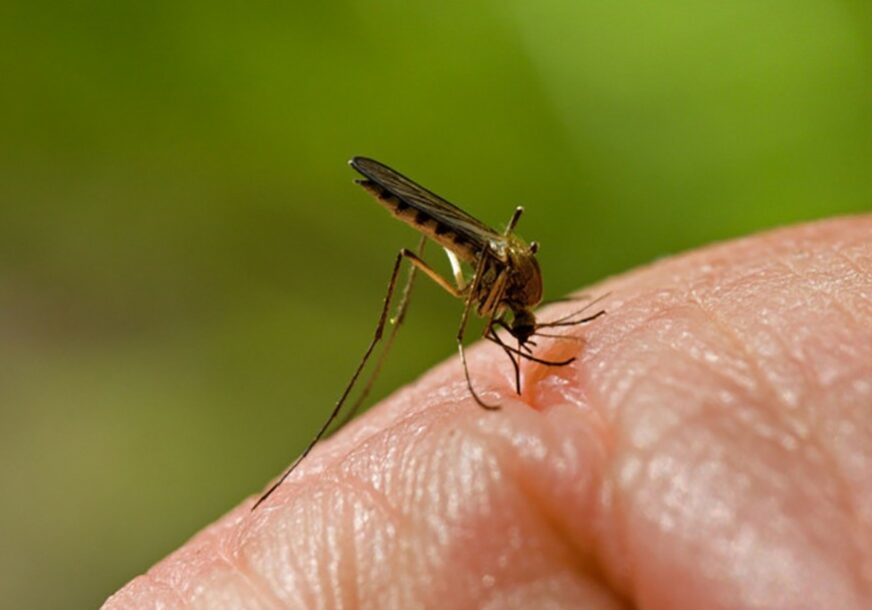NAVALA INSEKATA Sutra ponovo zaprašivanje komaraca u Banjaluci