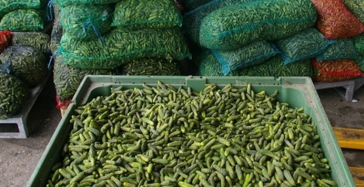 Povećano prisustvo pesticida: Zabranjen uvoz krastavca iz Sjeverne Makedonije