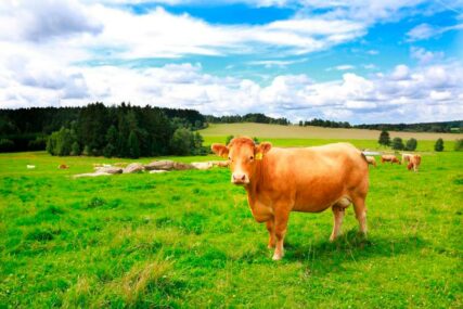 OGLAS KOJI JE NASMIJAO SVE Bijeljinac prodaje kravu uvezenu iz Njemačke sa urednim papirima