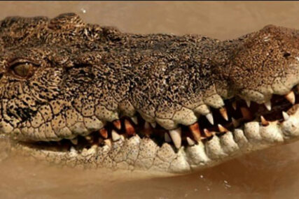NASMRT GA IZUJEDALI Vlasnik farme reptila upao u bazen, raskomadalo ga 40 krokodila