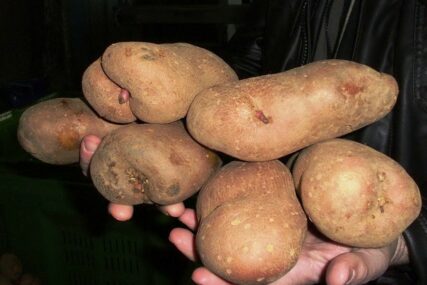 Utvrđeni štetni organizmi: U Srpsku zabranjen uvoz 22 tone merkantilnog krompira iz Italije
