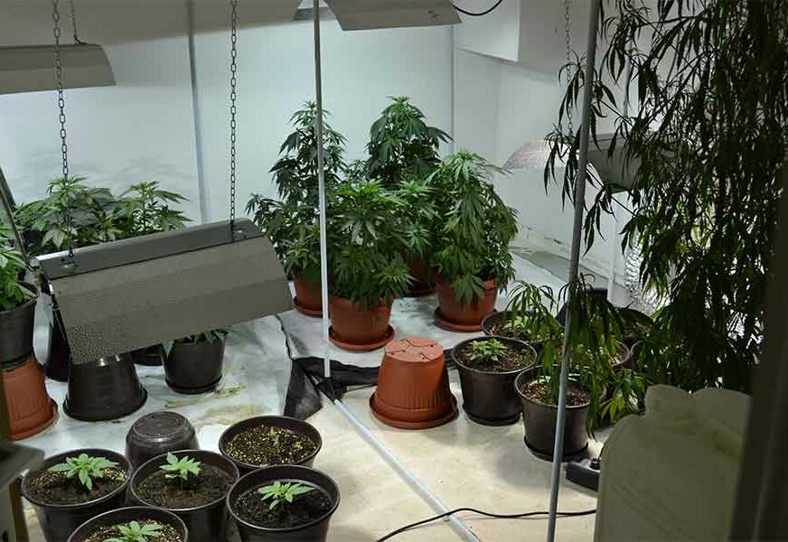 PRETRES U NOVOG GRADU U vikendici pronađena laboratorija za uzgoj marihuane, uhapšena jedna osoba