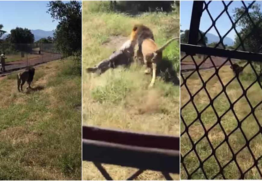 UHVATIO GA ZA VRAT I ODVUKAO U GRMLJE Lav napao vlasnika rezervata pred posjetiocima (UZNEMIRUJUĆE)