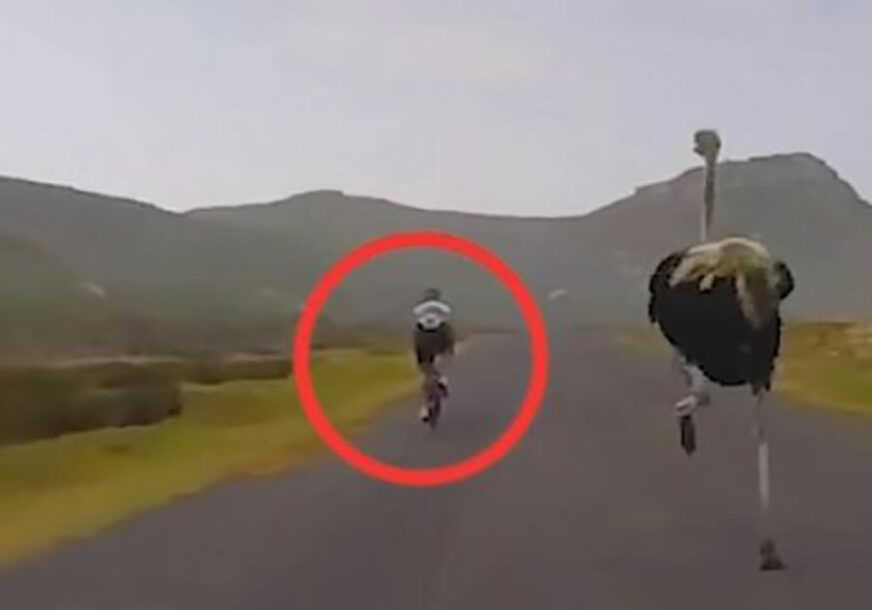 URNEBESNA JURNJAVA Video snimak agresivnog noja koji trči za biciklistom ZABAVLJA, ali i UZNEMIRUJE