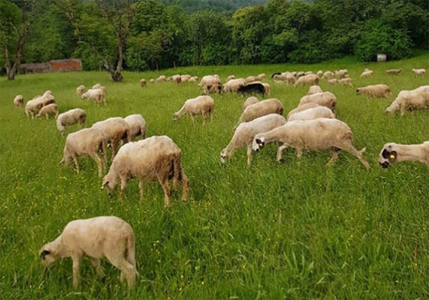 Socijalno ugroženim porodicama na Kosovu podijeljeno 200 ovaca