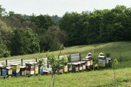 U Semberiji pčelarstvo postaje sve zastupljenije: Od meda zarađuju na kućnom pragu
