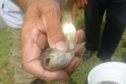 U Semberiji obnavljaju riblji fond: Dašnica bogatija za 300 kilograma šarana