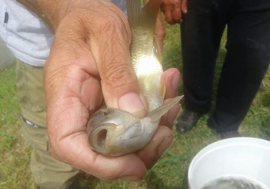 U Semberiji obnavljaju riblji fond: Dašnica bogatija za 300 kilograma šarana