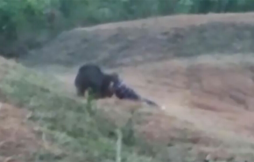 SELFI GA KOŠTAO ŽIVOTA U povratku s vjenčanja naišao na povrijeđenog medvjeda, stradao dok je pokušavao da se USLIKA S NJIM