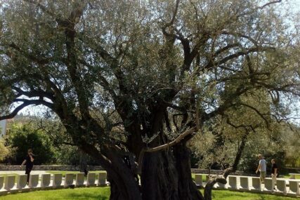NESTABILNO TRŽIŠTE Španski maslinari sjekli stogodišnja stabla da smanje rashode