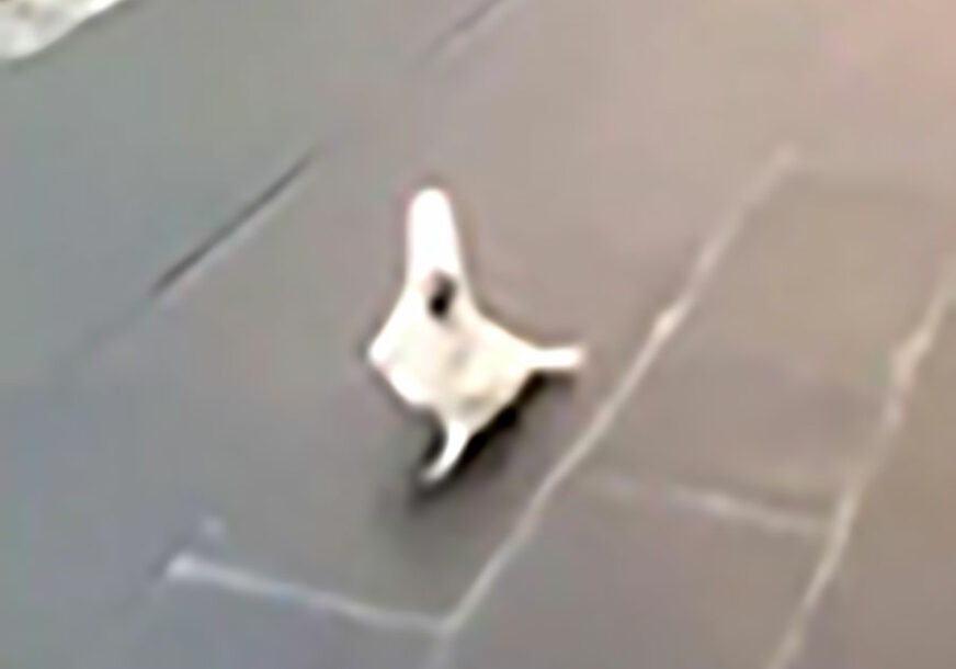 GARANTOVANO ZABAVNO Papagaj trči ulicom i LAJE (VIDEO)
